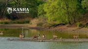 Kanha National Park Tour Packages – Best Wildlife Experience in Madhya