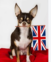 Khwabeeda Dreamy Pets Chihuahua Puppies Available 