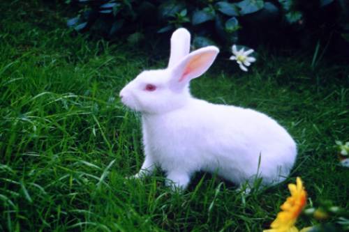 white bunnies